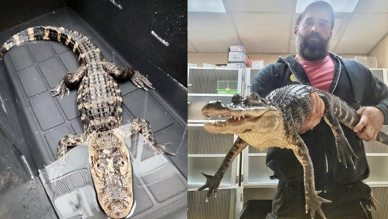 The Monmouth County SPCA released images of the alligator.
