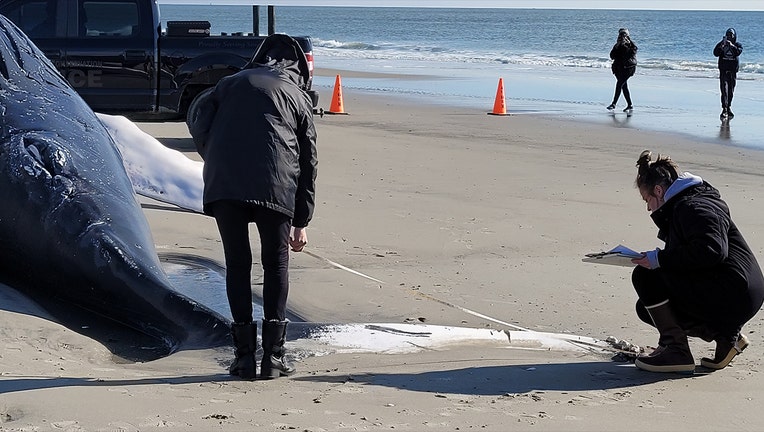 A dead whale sits on an Atlantic City beach.