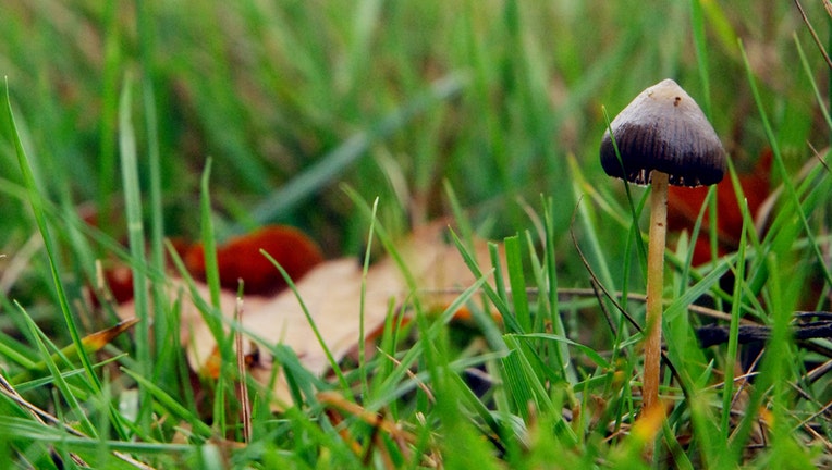 A 'magic mushroom', a psychedelic mushroom that contains the psychoactive compound psilocybin, grows on a hill. (Photo by: Rob Welham/Universal History Archive/Universal Images Group via Getty Images)
