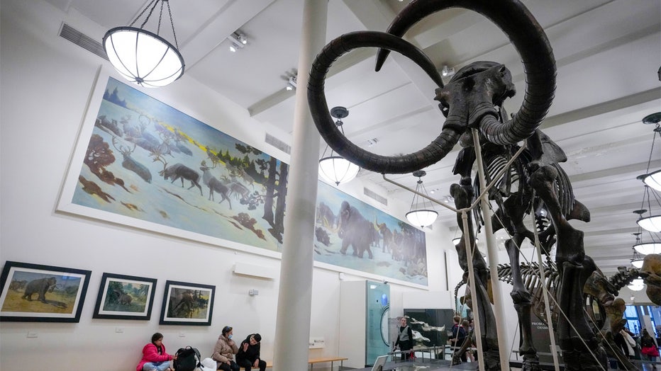 A skeleton of Mammuthus, the mammoth, is on display at the American Museum of Natural History, Friday, Jan. 13, 2023, in New York. The mammoths were larger than their relatives the wooly mammoths and lacked their long hair. (AP Photo/Mary Altaffer)