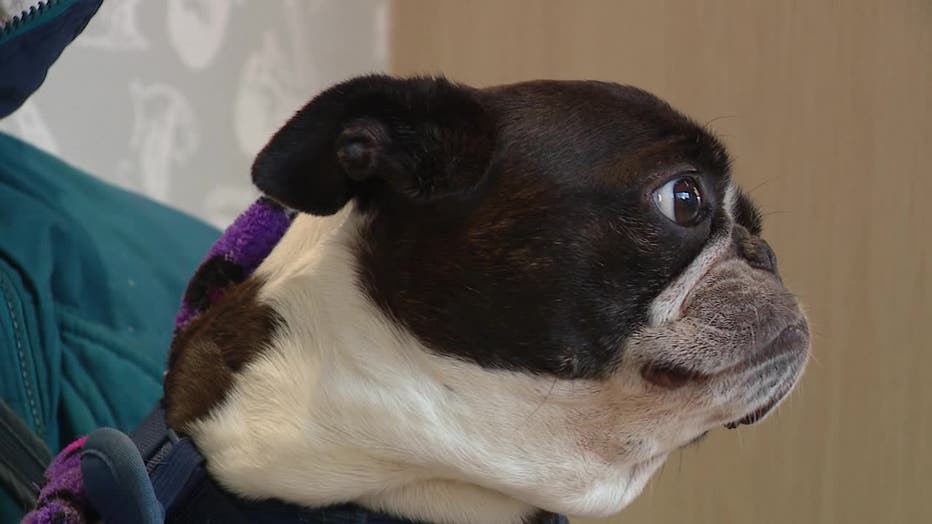 A dog is seen in the veterinarian's office.