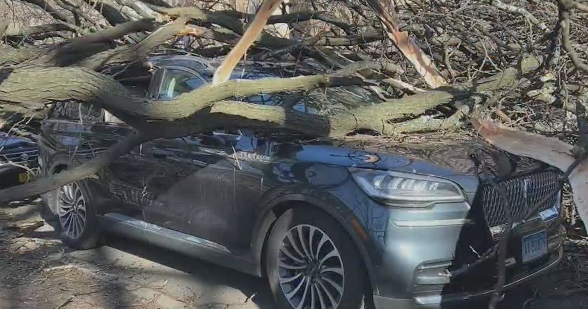 Gusty winds cause tree to fall onto car on Upper West Side | FOX 5 New York