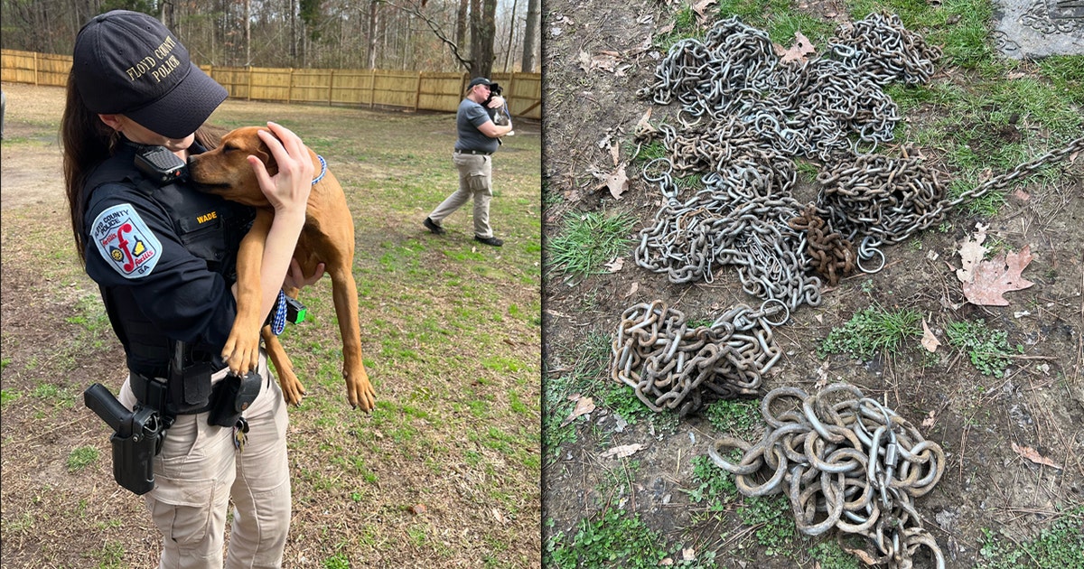 Video shows dogs being rescued from alleged training facility for dog ...