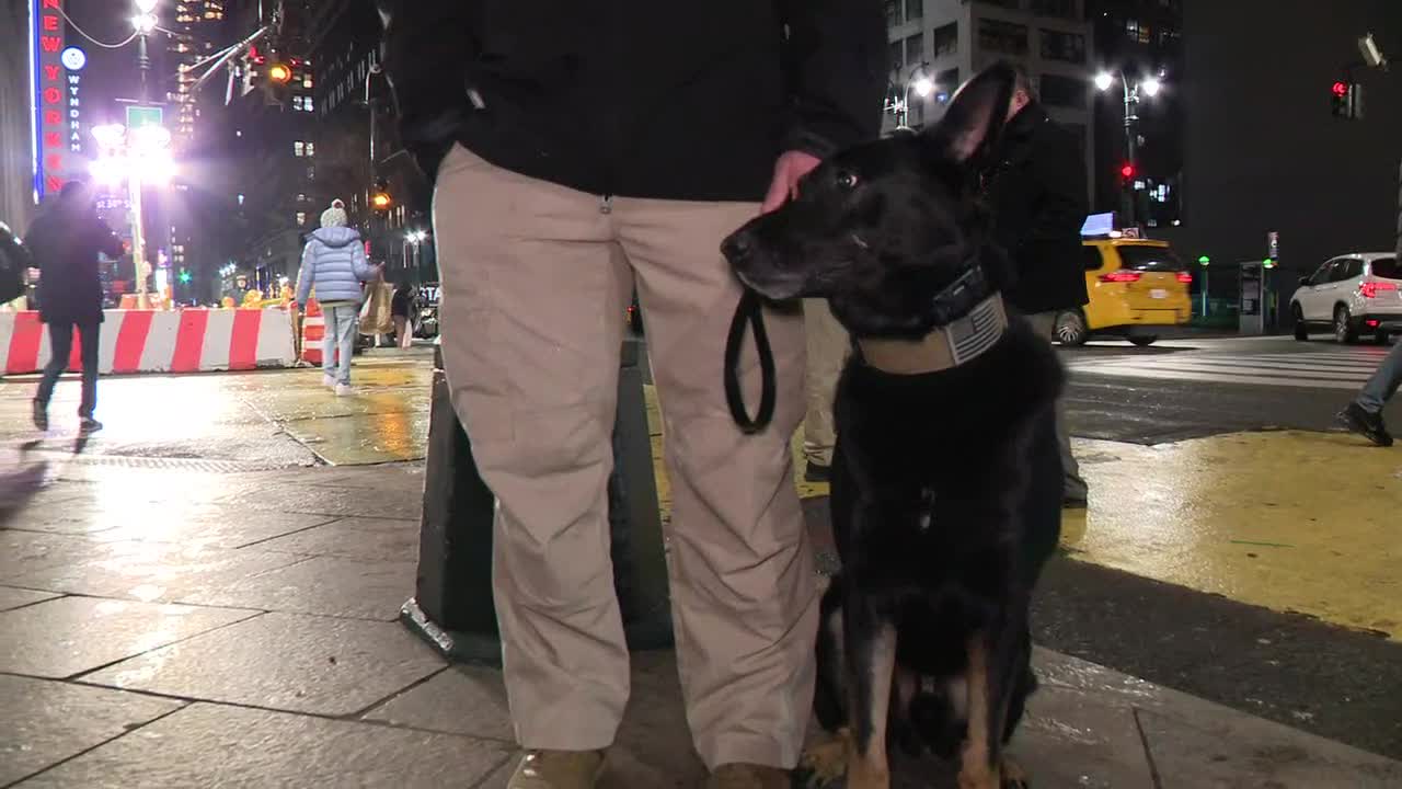 Manhattan Stores Are Turning To K-9s To Fight Shoplifting | FOX 5 New York