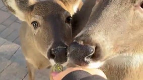 Cookie-loving deer visit real-life Snow White in New Jersey