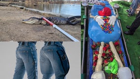 An alligator in Brooklyn, M&M casket, airbag jeans: Top heartwarming, odd headlines