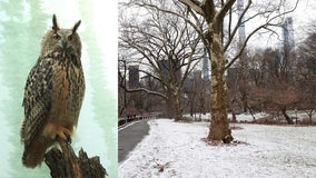 Rescuers monitoring 'missing' Central Park Zoo owl after exhibit vandalized