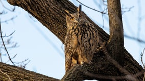 Flaco the escaped Central Park Zoo owl can remain in the wilds of NYC