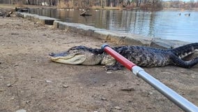 Alligator found in Brooklyn park