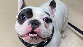 ‘Fire-breathing demon’ dog starting to behave with training, shelter says