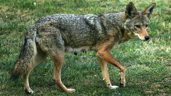 Marist College student bitten by coyote on campus