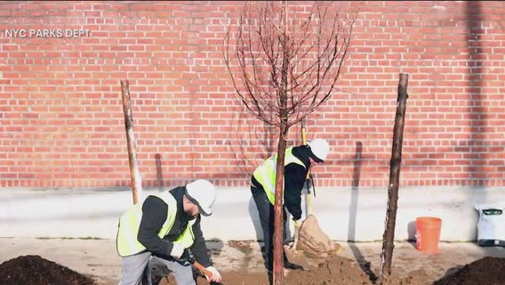 Are enough trees being planted in NYC?