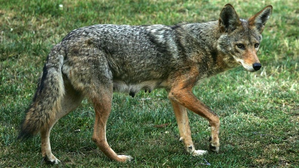 Marist College student bitten by coyote on campus