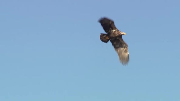 Bald eagles boom in the New York City area