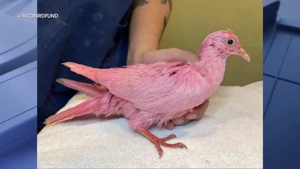 Pigeon dyed pink dies, NYC rescue group says