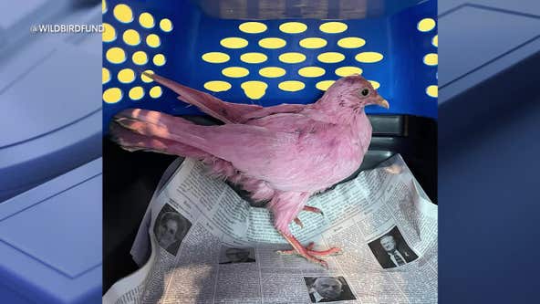 NYC pigeon dyed pink sparks speculation of 'sickening' gender reveal