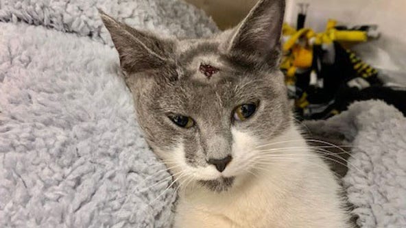 Cat stabbed in the head with pliers, listed in critical condition