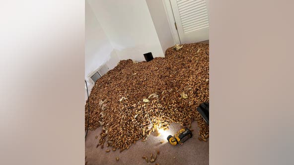 'Unreal': Woodpeckers hoard more than 700 pounds of acorns in walls of North Bay home