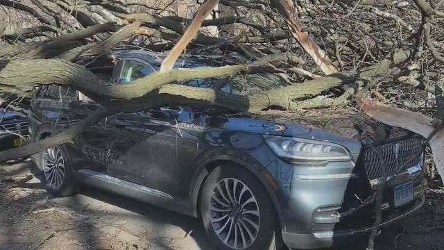 Gusty winds cause tree to fall onto car on Upper West Side