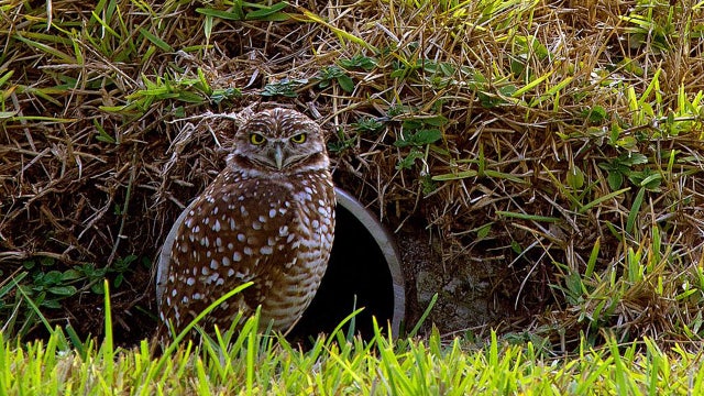 Forget the groundhog prediction: 7 animals who will give Punxsutawney Phil a run for his money