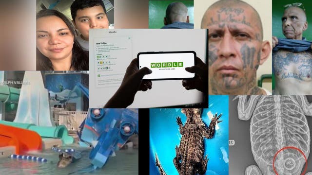 From alligators, to alleged MS-13 leaders arrested: This week's top stories