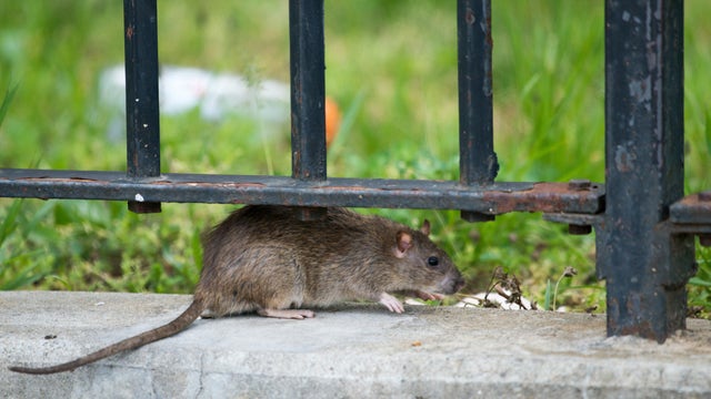 NYC Mayor Adams gets split decision in battle against rats