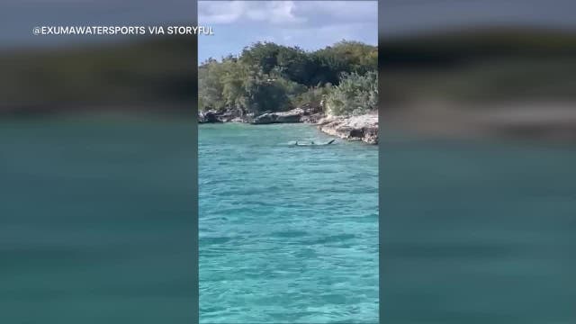 Dog vs shark: Standoff thrills tourists on Bahamas boat tour