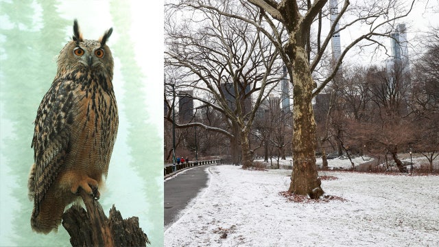 Rescuers monitoring 'missing' Central Park Zoo owl after exhibit vandalized