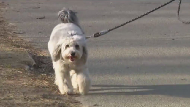 Your dog may be eating cannabis, here are the symptoms to look out for