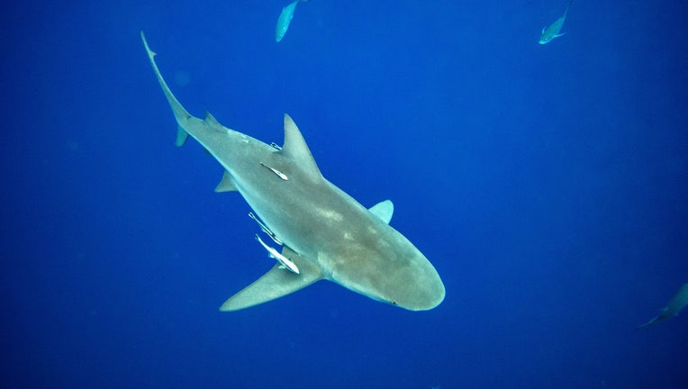 A lemon shark swims towards a group of divers during a shark dive off of Jupiter, Florida on February 11, 2022. - Florida Shark Diving takes shark fans and ocean lovers out to see sharks up close, with or without a cage, on a regular basis, helping fund the growing shark tourism industry and getting people more familiar with feared marine life. (Photo by Joseph Prezioso / AFP) (Photo by JOSEPH PREZIOSO/AFP via Getty Images)
