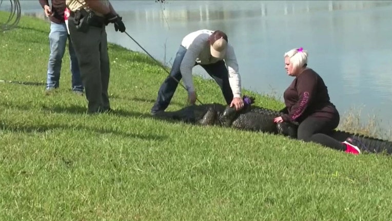 Large Alligator Kills 85-year-old Florida Woman | FOX 5 New York