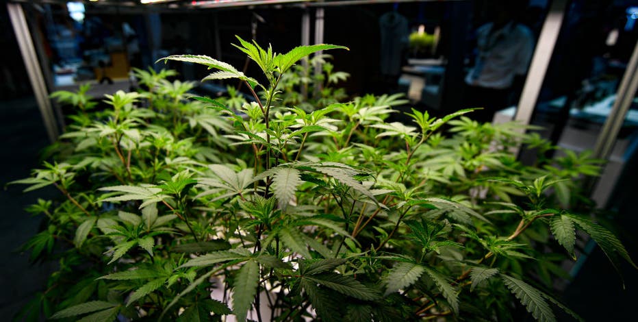 NYC expands crackdown on illegal cannabis shops