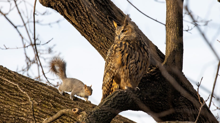 NEW YORK, NEW YORK - FEBRUARY 15: Flaco, a Eurasian eagle owl that escaped from the Central Park Zoo, continues to roost and hunt in Central Park, February 15, 2023 in New York City, New York. (Photo by Andrew Lichtenstein/Corbis via Getty Images)