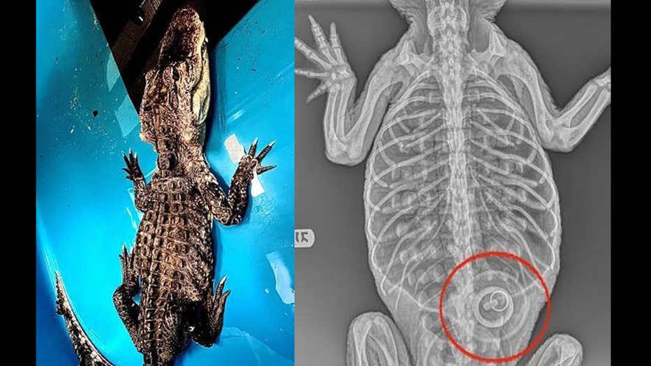 An alligator found in a Brooklyn lake had swallowed a bathtub stopper.