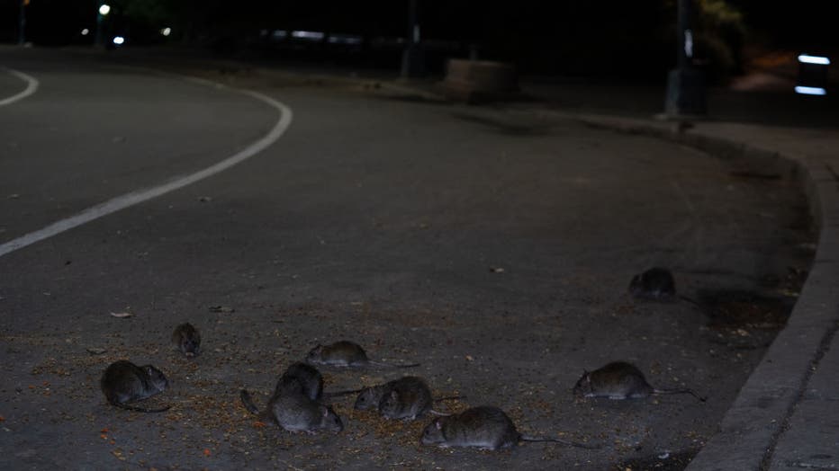 NYC Rat Sightings Higher Than Ever Before