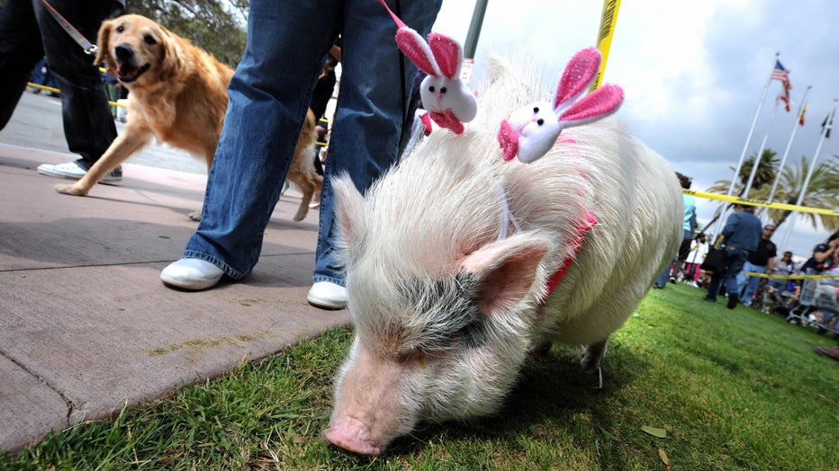 A pig wearing bunny ears and a dog wait