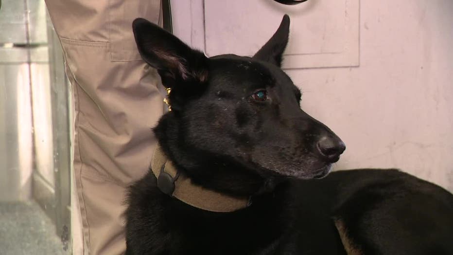 K9s are being used to fight shoplifters in Manhattan