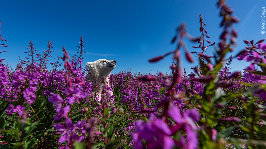 Martin-Gregus-Wildlife-Photographer-of-the-Year.jpg