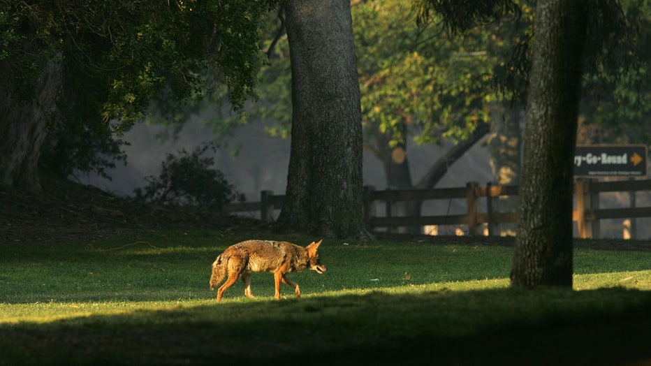 LOS ANGELES, CA - MAY 09: A coyote walks through Griffith Park, the nation's largest urban park, after fleeing flames on May 9, 2007 in Los Angeles, California. The Griffith Observatory, Los Angeles Zoo, Travel Town, and various other park features were threatened but did not burn in the wildfire that broke out yesterday afternoon and forced nearby residents to evacuate their homes later that night. So far the fire has consumed 840 acres of brush and is 40 percent contained by firefighters. Five fires have broken out in the park, which is mostly native chaparral habitat open space, since December including one near the landmark Hollywood sign. Los Angeles is experiencing the driest rain season since records began in 1887. Two years ago, the city had its second-wettest winter. (Photo by David McNew/Getty Images)