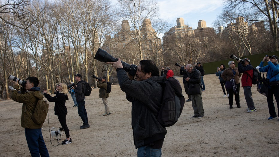 NEW YORK, NEW YORK - FEBRUARY 15: Birders watch Flaco, a Eurasian eagle owl that escaped from the Central Park Zoo, as he continues to roost and hunt in Central Park, February 15, 2023 in New York City, New York. (Photo by Andrew Lichtenstein/Corbis via Getty Images)