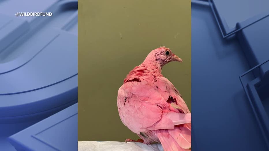 NYC pigeon dyed pink sparks speculation of 'sickening' gender reveal