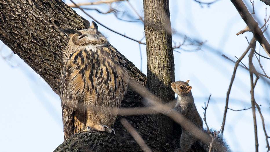NEW YORK, NEW YORK - FEBRUARY 15: Flaco, a Eurasian eagle owl that escaped from the Central Park Zoo, continues to roost and hunt in Central Park, February 15, 2023 in New York City, New York. (Photo by Andrew Lichtenstein/Corbis via Getty Images)