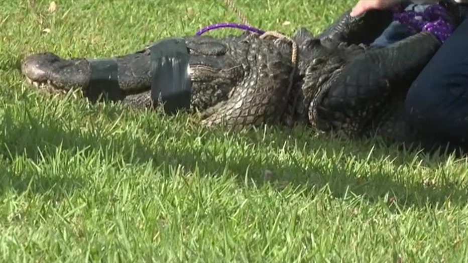 An alligator killed an elderly woman in Florida. (WPTV/WFLX)