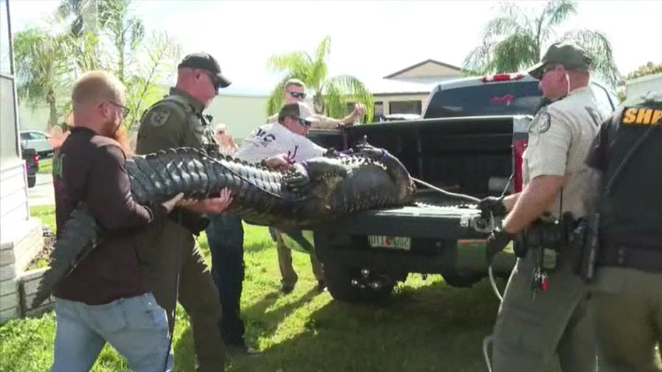 An alligator killed an elderly woman in Florida. (WPTV/WFLX)