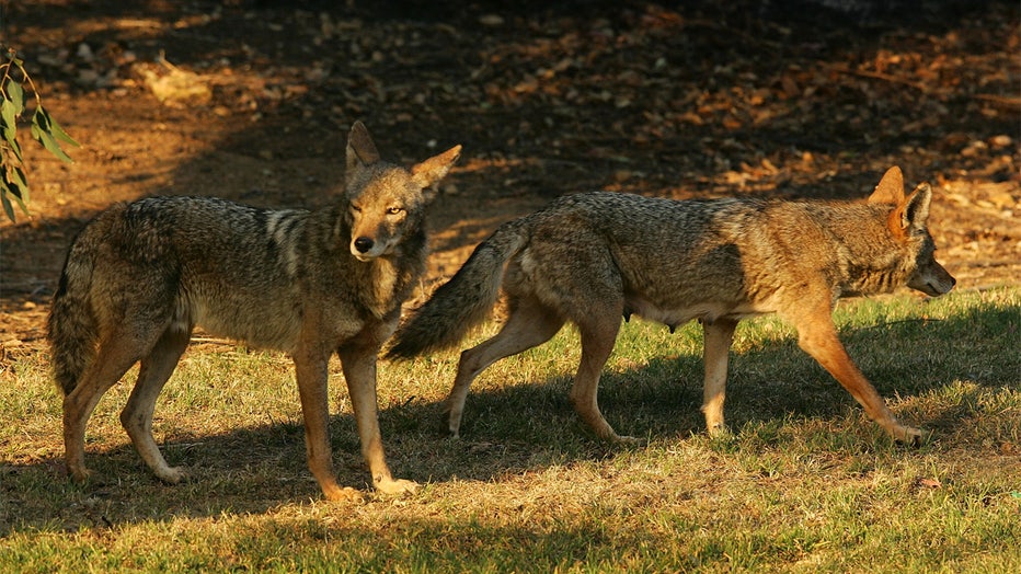 LOS ANGELES, CA - MAY 09: Two coyotes, one of them a nursing mother (R) walking with a limp, walk on grass at the edge of scorched earth in Griffith Park, the nation's largest urban park, after fleeing flames on May 9, 2007 in Los Angeles, California. The pups were not seen. The Griffith Observatory, Los Angeles Zoo, Travel Town, and various other park features were threatened but did not burn in the wildfire that broke out yesterday afternoon and forced nearby residents to evacuate their homes later that night. So far the fire has consumed 840 acres of brush and is 40 percent contained by firefighters. Five fires have broken out in the park, which is mostly native chaparral habitat open space, since December including one near the landmark Hollywood sign. Los Angeles is experiencing the driest rain season since records began in 1887. Two years ago, the city had its second-wettest winter. (Photo by David McNew/Getty Images)