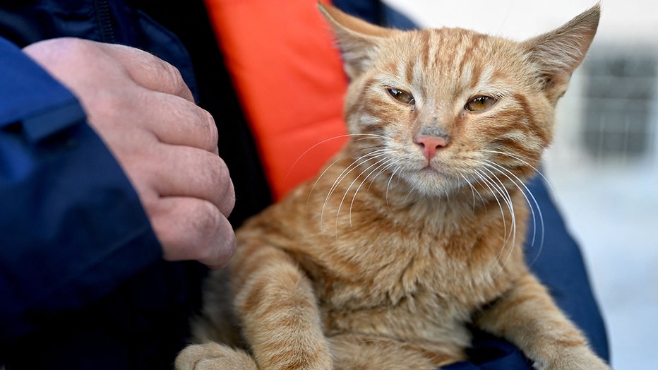 A rescuer holds a cat which was rescued from a collapsed building, 248 hours after the 7.8-magnitude earthquake which struck parts of Turkey and Syria. (Photo by OZAN KOSE/AFP via Getty Images)