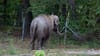 Proposed law would ban elephant captivity in New York City