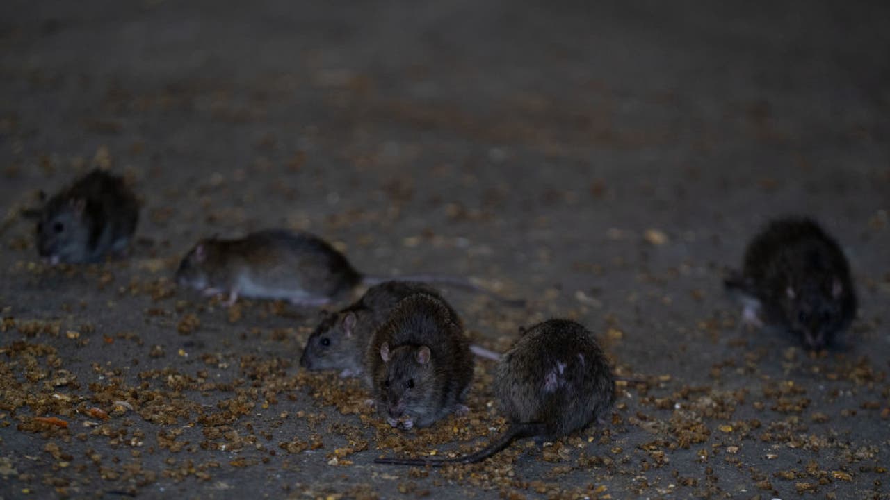 纽约市对抗老鼠的行动采用一氧化碳治疗取得成功