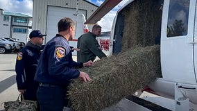 Crews feed starving cows during California storms