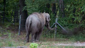 Proposed law would ban elephant captivity in New York City